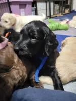 Blue, a male Goldendoodle for sale in Salisbury, NC – Photo 4 of 8