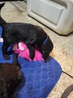 Blue, a male Goldendoodle for sale in Salisbury, NC – Photo 8 of 8