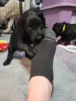 Blue, a male Goldendoodle for sale in Salisbury, NC – Photo 7 of 8