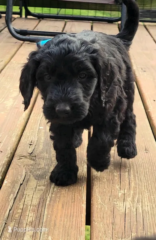 Blue – Goldendoodle puppy for sale in Salisbury, NC