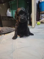 Blue, a male Goldendoodle for sale in Salisbury, NC – Photo 3 of 8