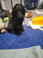 Blue, a male Goldendoodle for sale in Salisbury, NC – Photo 2 of 8