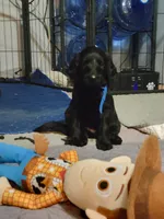 Blue, a male Goldendoodle for sale in Salisbury, NC – Photo 5 of 8