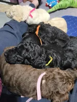 Yellow, a female Goldendoodle for sale in Salisbury, NC – Photo 7 of 9