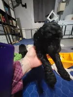 Yellow, a female Goldendoodle for sale in Salisbury, NC – Photo 6 of 9