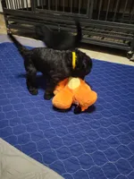 Yellow, a female Goldendoodle for sale in Salisbury, NC – Photo 4 of 9