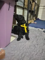 Yellow, a female Goldendoodle for sale in Salisbury, NC – Photo 3 of 9