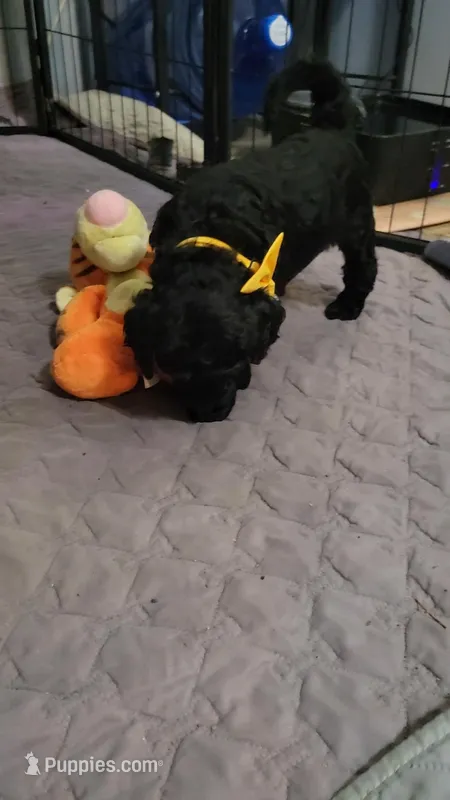 Yellow – Goldendoodle puppy for sale in Salisbury, NC