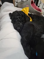 Yellow, a female Goldendoodle for sale in Salisbury, NC – Photo 5 of 9