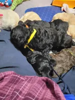 Yellow, a female Goldendoodle for sale in Salisbury, NC – Photo 9 of 9