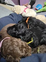 Yellow, a female Goldendoodle for sale in Salisbury, NC – Photo 8 of 9