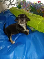 zuess, a male Chihuahua for sale in Oklahoma City, OK – 3 of 4