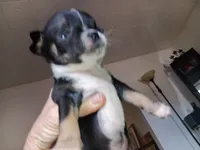 Big Head , a male Chihuahua for sale in Oklahoma City, OK – 8 of 9