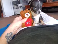 Big Head , a male Chihuahua for sale in Oklahoma City, OK – 1 of 9