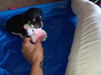 mary, a female Chihuahua for sale in Oklahoma City, OK – 3 of 3