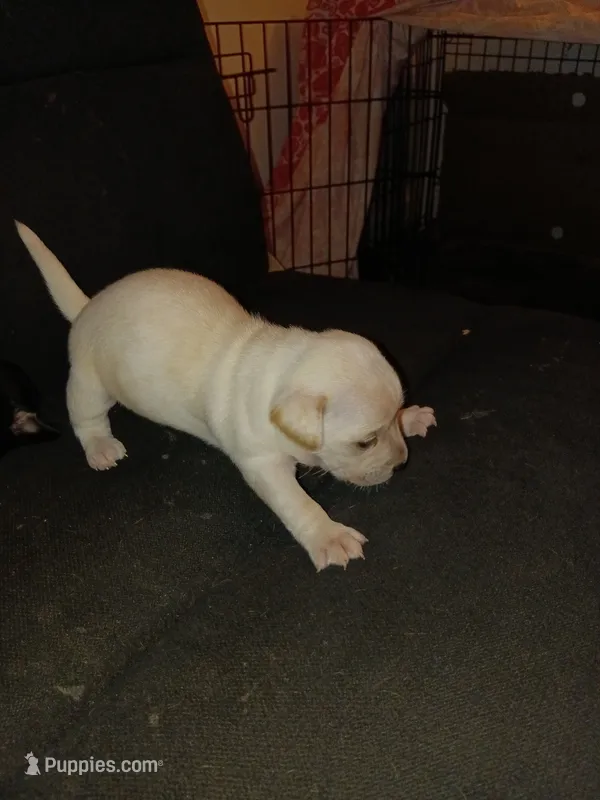Bonnie  – Chihuahua puppy for sale in Oklahoma City, OK