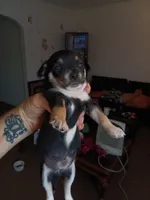 zuess, a male Chihuahua for sale in Oklahoma City, OK – 2 of 4