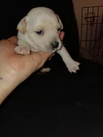 clyde, a male Chihuahua for sale in Oklahoma City, OK – 3 of 4