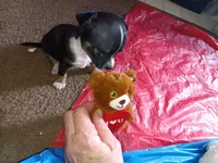 Big Head , a male Chihuahua for sale in Oklahoma City, OK – 7 of 9