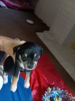 romeo, a male Chihuahua for sale in Oklahoma City, OK – 2 of 2