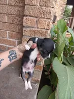 Big head , a male Chihuahua for sale in Oklahoma City, OK – 1 of 5