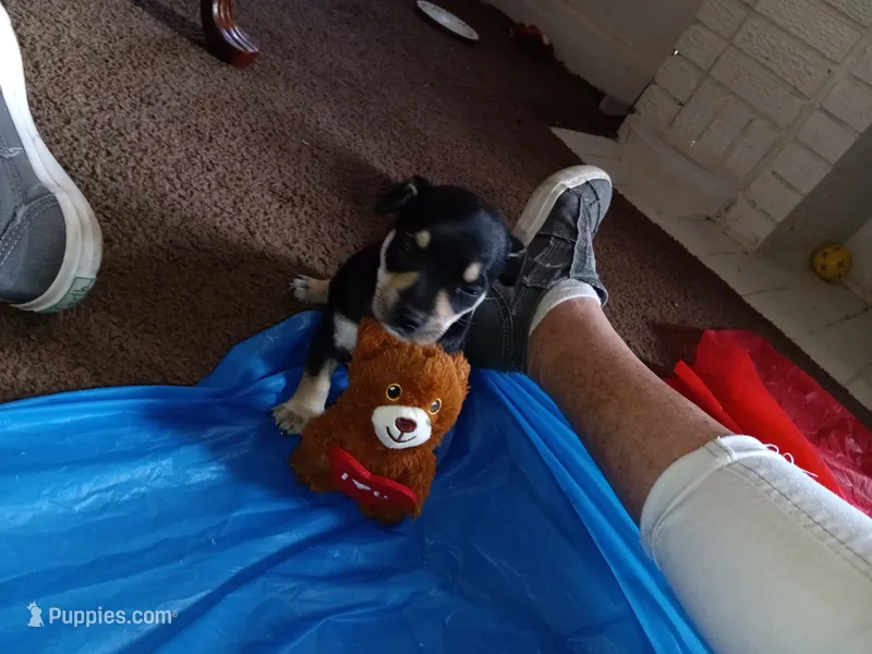 zuess – Chihuahua puppy for sale in Oklahoma City, OK