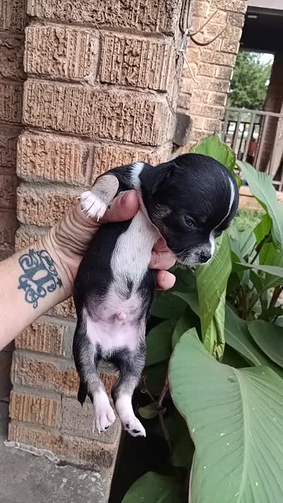 Big head , a male Chihuahua for sale in Oklahoma City, OK – 5 of 5