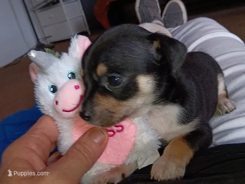 mary – Chihuahua puppy for sale in Oklahoma City, OK