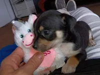 mary, a female Chihuahua for sale in Oklahoma City, OK – 1 of 3