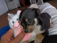 mary, a female Chihuahua for sale in Oklahoma City, OK – 2 of 3