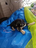 zuess, a male Chihuahua for sale in Oklahoma City, OK – 4 of 4