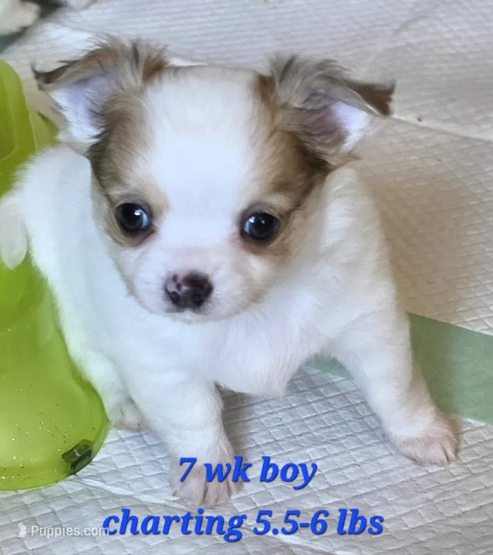 AKC Longcoat Chihuahua Boy  – Chihuahua puppy for sale in Canton, TX