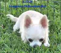 AKC Longcoat Chihuahua Boy, a male Chihuahua for sale in Canton, TX – 7 of 8