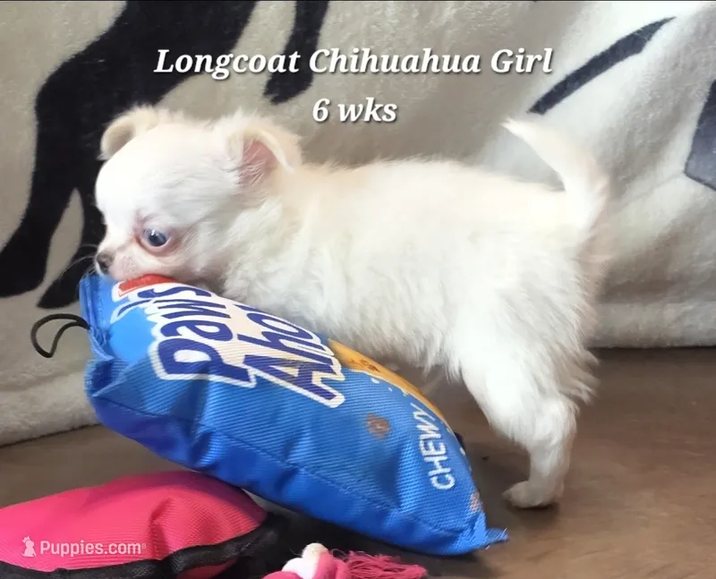 AKC Longcoat Thelma's Girl – Chihuahua puppy for sale in Canton, TX