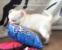 AKC Longcoat Thelma's Girl, a female Chihuahua for sale in Canton, TX – 1 of 10