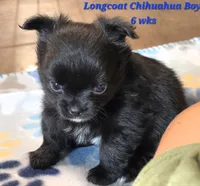AKC Longcoat Chihuahua Blue Boy, a male Chihuahua for sale in Canton, TX – 4 of 10