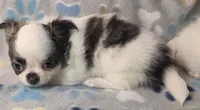 AKC Longcoat Girl Chihuahua , a female Chihuahua for sale in Canton, TX – 6 of 10