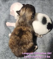 AKC Longcoat Brindle Chihuahua Girl, a female Chihuahua for sale in Canton, TX – Photo 6 of 10