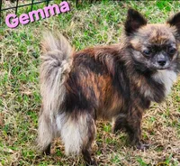 AKC Longcoat Brindle Chihuahua Girl, a female Chihuahua for sale in Canton, TX – Photo 7 of 10