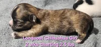 AKC Longcoat Brindle Chihuahua Girl, a female Chihuahua for sale in Canton, TX – Photo 4 of 10