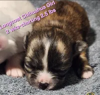 AKC Longcoat Brindle Chihuahua Girl, a female Chihuahua for sale in Canton, TX – Photo 5 of 10