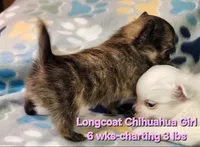 AKC Longcoat Brindle Chihuahua Girl, a female Chihuahua for sale in Canton, TX – 4 of 8