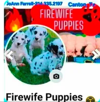 AKC Longcoat Brindle Chihuahua Girl, a female Chihuahua for sale in Canton, TX – Photo 10 of 10