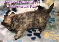 AKC Longcoat Brindle Chihuahua Girl, a female Chihuahua for sale in Canton, TX – 2 of 8