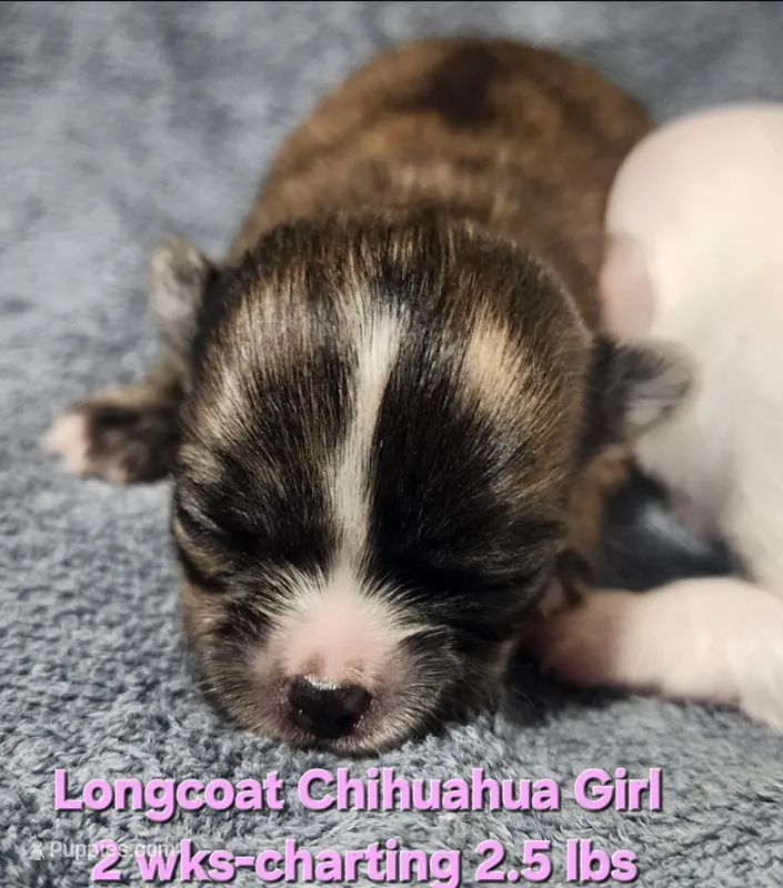 AKC Longcoat Brindle Chihuahua Girl – Chihuahua puppy for sale in Canton, TX