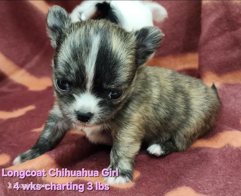 AKC Longcoat Brindle Chihuahua Girl – Chihuahua puppy for sale in Canton, TX