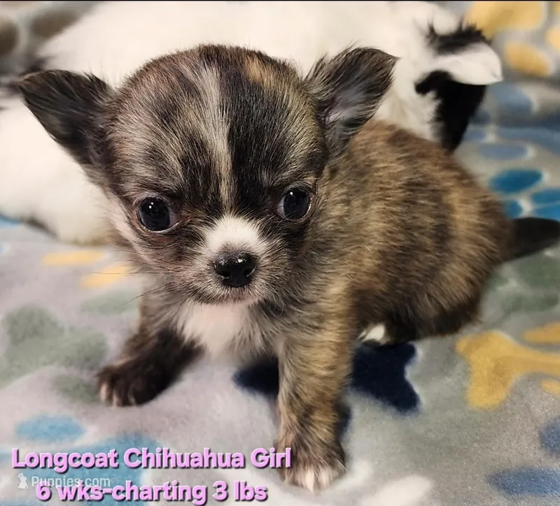AKC Longcoat Brindle Chihuahua Girl – Chihuahua puppy for sale in Canton, TX
