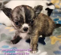 AKC Longcoat Brindle Chihuahua Girl, a female Chihuahua for sale in Canton, TX – 1 of 8