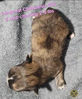 AKC Longcoat Brindle Chihuahua Girl, a female Chihuahua for sale in Canton, TX – Photo 2 of 10