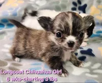 AKC Longcoat Brindle Chihuahua Girl, a female Chihuahua for sale in Canton, TX – 6 of 8
